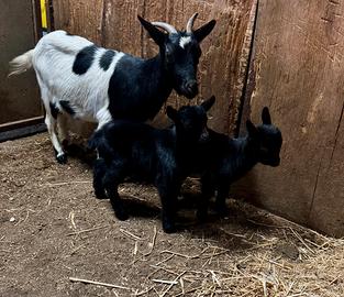 Capretta nana con figli