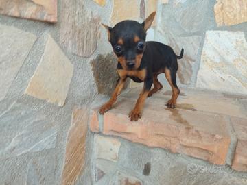 Pincher