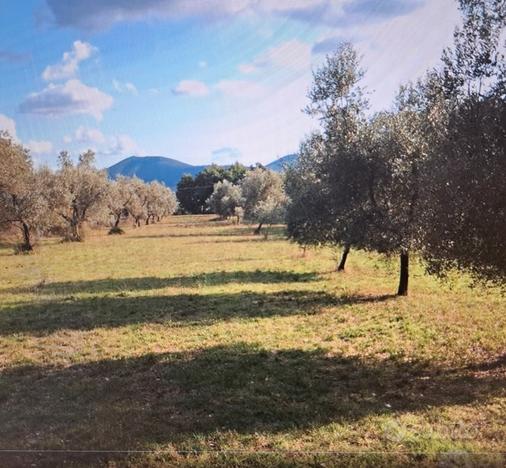 Terreno - uliveto - Piana di Monte Verna (CE)