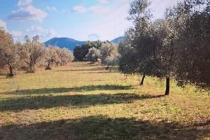 Terreno - uliveto - Piana di Monte Verna (CE)
