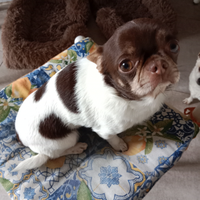 Chiwuawa maschio per accoppiamento