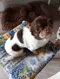 Chiwuawa maschio per accoppiamento