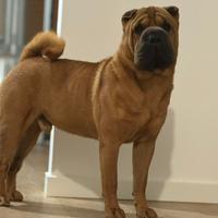 Maschio sharpei per accoppiamento