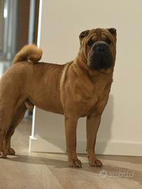Maschio sharpei per accoppiamento