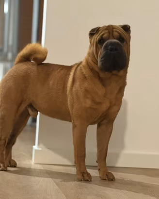 Maschio sharpei per accoppiamento