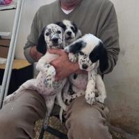 Cuccioli setter inglesi B/N