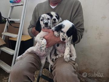 Cuccioli setter inglesi B/N