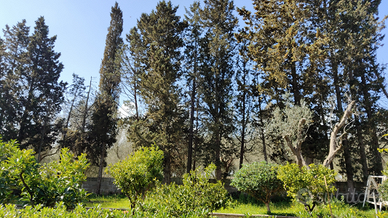 Alberi di abete