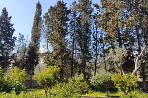 Alberi di abete