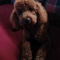 Barboncino per monta