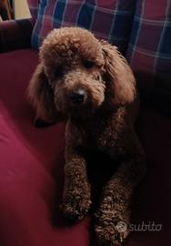 Barboncino per monta