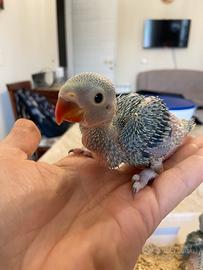 Parrocchetto dal collare