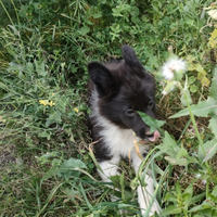 BORDER COLLi ORGINALE