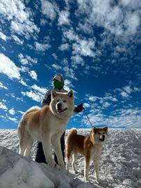 Akita inu