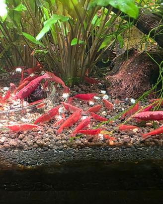 Neocaridine Red cherry 