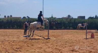 Pony da salto