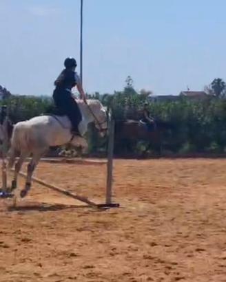 Pony da salto