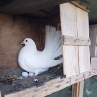 Colombe Pavoncelle allevate in razza