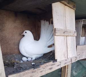 Colombe Pavoncelle allevate in razza