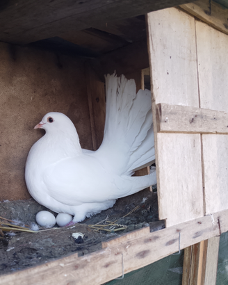 Colombe Pavoncelle allevate in razza