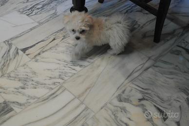 Maltese europeo cuccioli 60 giorni con vaccino