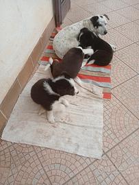 Cuccioli border collie