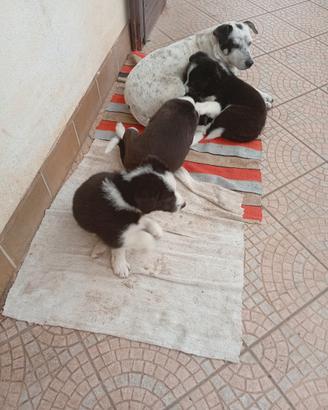 Cuccioli border collie