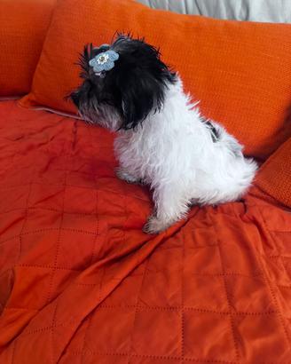 Yorkshire terrier biewer