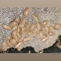 Porcellio laevis Orange