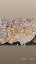 Porcellio laevis Orange