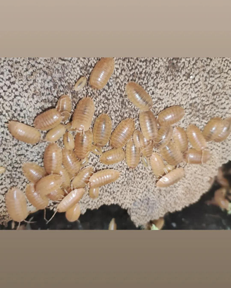 Porcellio laevis Orange