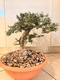 Bonsai olivastro siciliano foglie piccole