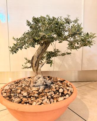 Bonsai olivastro siciliano foglie piccole