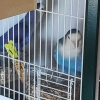 Coppia di inseparabili