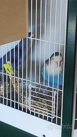 Coppia di inseparabili