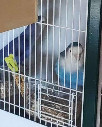 Coppia di inseparabili