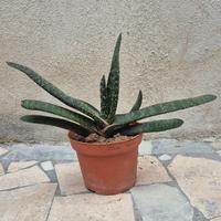 pianta grassa gasteria verrucosa