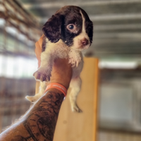 Cuccioli springer