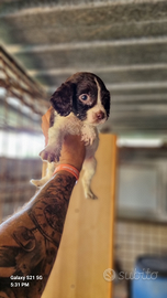 Cuccioli springer