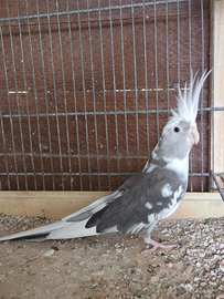 Calopsita femmina, pappagalli, uccelli