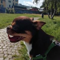 Chiwawa maschio con pedigree enci