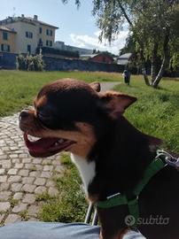 Chiwawa maschio con pedigree enci