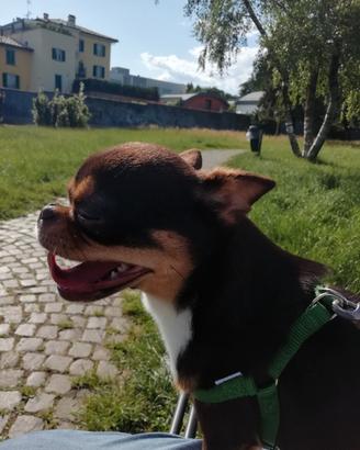 Chiwawa maschio con pedigree enci