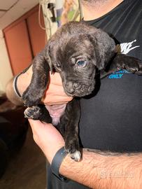 Cucciole di cane corso