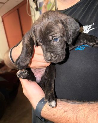 Cucciole di cane corso