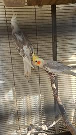 Calopsite coppie o singoli