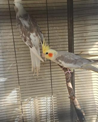 Calopsite coppie o singoli