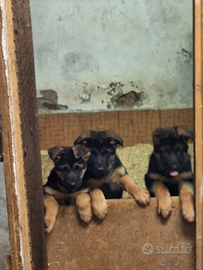 Cucciolli di pastore tedesco