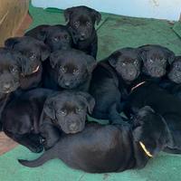 Cuccioli di Labrador