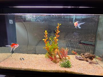 Acquario 120l